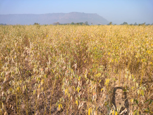 पाला और कोहरे का कहर, सूखने के कगार पर सैकड़ों बीघे अरहर की फसल